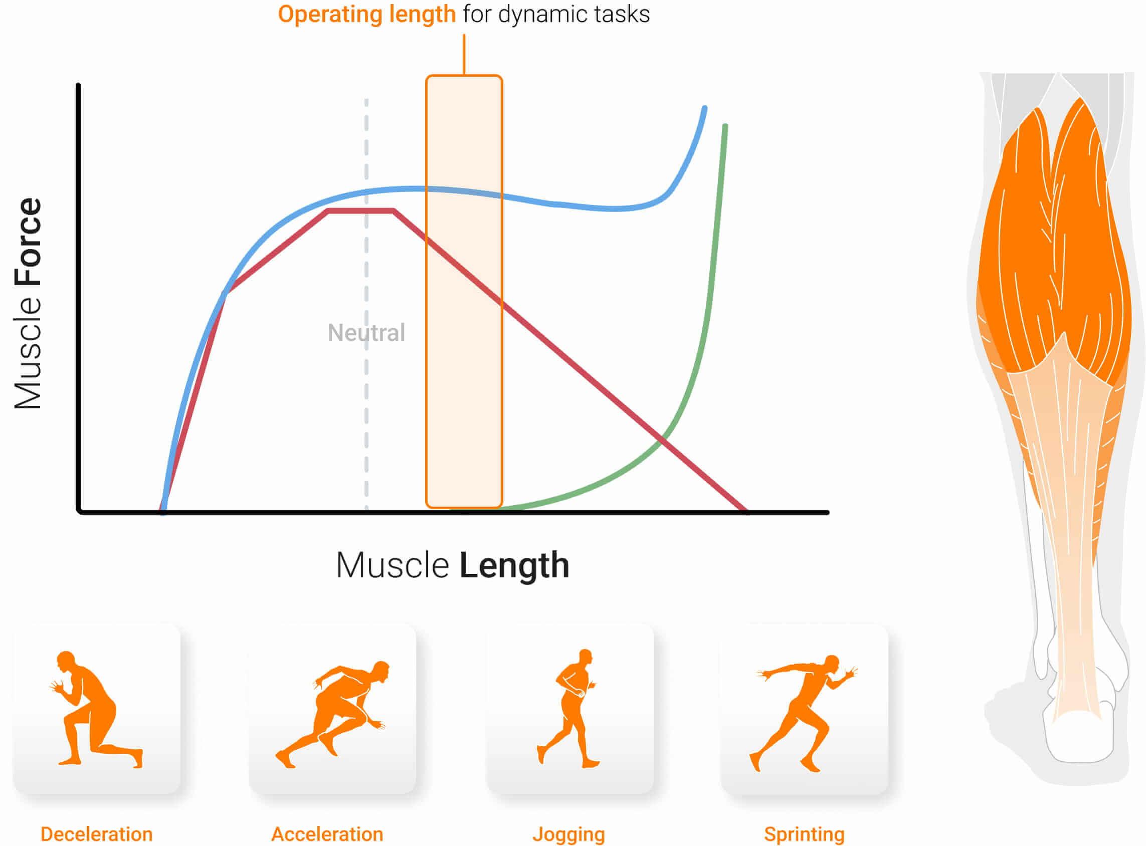 Muscle length influences force production during dynamic movement.