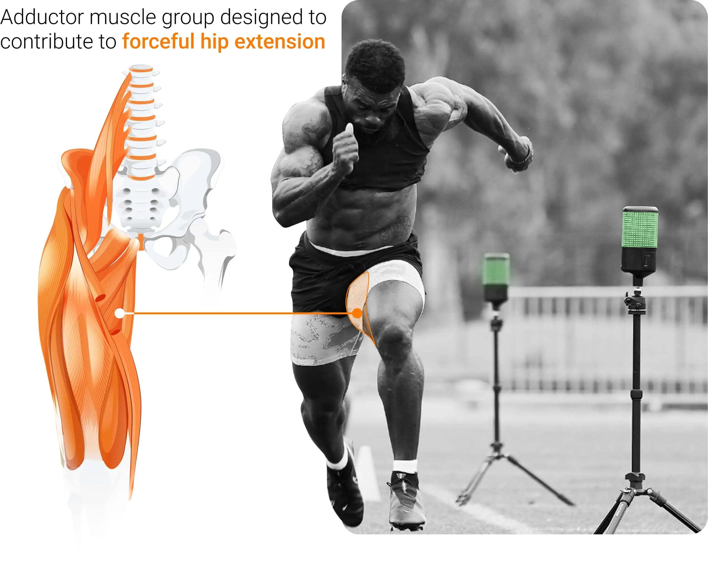 The adductor magnus is designed to act primarily for hip extension rather than adduction.