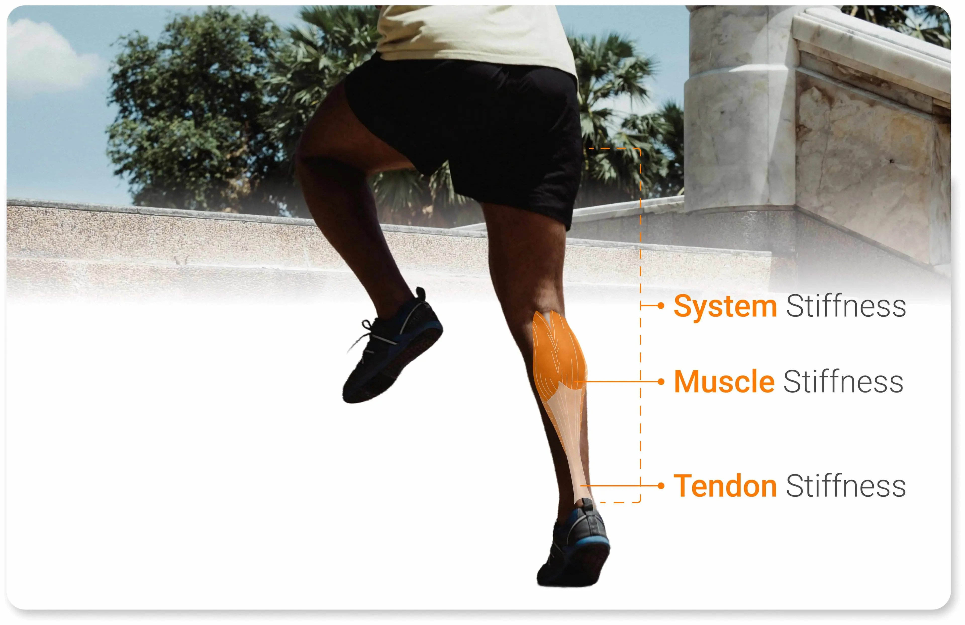 Tendon stiffness, muscle stiffness and whole-limb stiffness